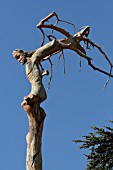 SCULPTED DEAD CEDAR TREE IN CEDARS FOREST, LEBANON