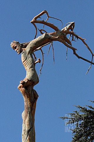 SCULPTED_DEAD_CEDAR_TREE_IN_CEDARS_FOREST_LEBANON