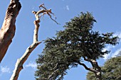 SCULPTED DEAD CEDAR TREE IN CEDARS FOREST, LEBANON
