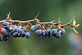 BERBERIS LIBANOTICA