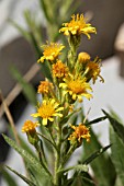 INULA VISCOSA