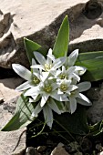 ORNITHOGALUM BILLARDIERI, LEBANON