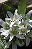 ORNITHOGALUM BILLARDIERI, LEBANON