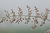 DEW ON WILD HERB