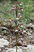 ORCHIS COMPERIANA STEV., LEBANON