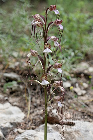 ORCHIS_COMPERIANA_STEV_LEBANON