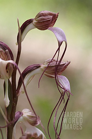 ORCHIS_COMPERIANA_STEV