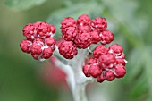 HELICHRYSUM SANGUINEUM