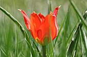 TULIPA ALEPPENSIS REGEL