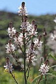 ASPHODELUS MICROCARPUS GROWING WILD IN THE CHOUF MOUNTAINS, LEBANON