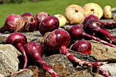 ONIONS DRYING IN THE SUN