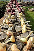 ONIONS DRYING IN THE SUN