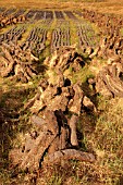 HARVESTED PEAT IN IRELAND