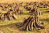 HARVESTED PEAT IN IRELAND