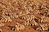 HARVESTED PEAT IN IRELAND