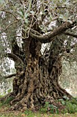 ANCIENT OLIVE TREE, LEBANON