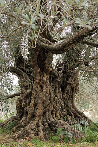 ANCIENT_OLIVE_TREE_LEBANON