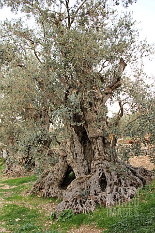 ANCIENT_OLIVE_TREE_LEBANON