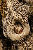 KNOT IN OLD OLIVE TREE