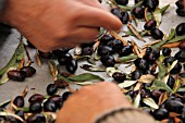 SORTING OLIVES, LEBANON