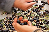 SORTING OLIVES, LEBANON