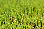 SALICORNIA EUROPEA, SAMPHIRE