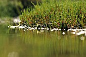 SALICORNIA EUROPAEA, SAMPHIRE