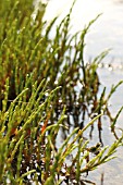 SALICORNIA EUROPAEA, SAMPHIRE