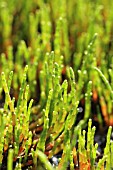 SALICORNIA EUROPAEA, SAMPHIRE