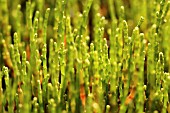 SALICORNIA EUROPAEA, SAMPHIRE