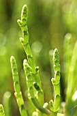 SALICORNIA EUROPAEA, SAMPHIRE