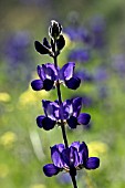 LUPINUS PILOSUS