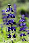 LUPINUS PILOSUS