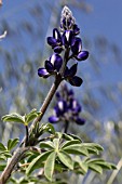 LUPINUS PILOSUS