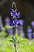 LUPINUS PILOSUS