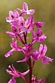 ORCHIS ANATOLICA L., WILD FLOWER OF LEBANON