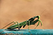 PRAYING MANTIS