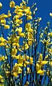 SPARTIUM JUNCEUM,  SPANISH BROOM