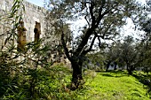 OLEA EUROPAEA,  WITH BACKDROP OF THE REMAINS OF THE HOUSE OF LADY HESTER STANHOPE,  IN JOUN,  LEBANON.