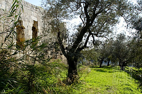 OLEA_EUROPAEA__WITH_BACKDROP_OF_THE_REMAINS_OF_THE_HOUSE_OF_LADY_HESTER_STANHOPE__IN_JOUN__LEBANON