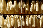 LUFFA CYLINDRICA,  (LOOFAH)  DRYING OUT TO FORM A SPONGE