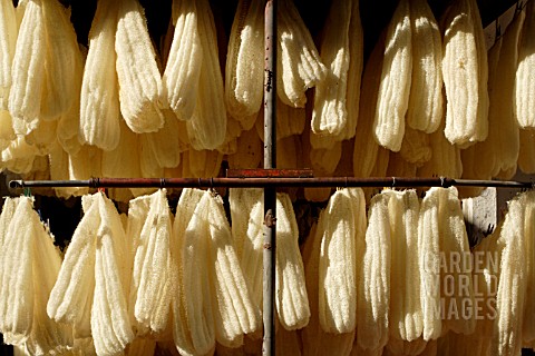 LUFFA_CYLINDRICA__LOOFAH__DRYING_OUT_TO_FORM_A_SPONGE