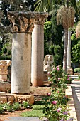 ROSES IN THEGARDEN OF ROBERT MOUAWAD PRIVATE MUSEUM IN BEIRUT