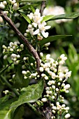 CITRUS SINENSIS FLOWERS