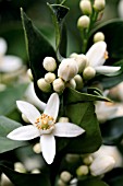 CITRUS SINENSIS FLOWER