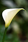 ZANTEDESCHIA AETHIOPICA