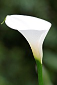 ZANTEDESCHIA AETHIOPICA