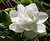 GARDENIA AUGUSTA