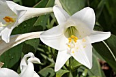 LILIUM LONGIFLORUM