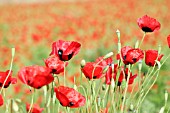 PAPAVER RHOEAS,  CORN POPPY